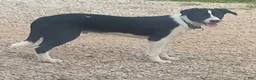 Border Collie dogs for sale: Border Collie 1 - Ad 2