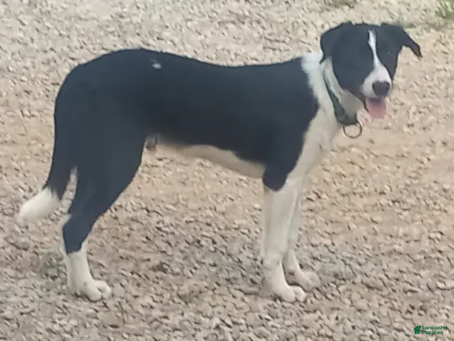 Border Collie dogs for sale: Border Collie 1 - Ad 2