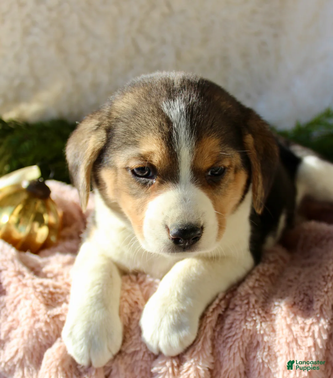 Mixed Breed dogs for sale: Stacey  - Ad 6