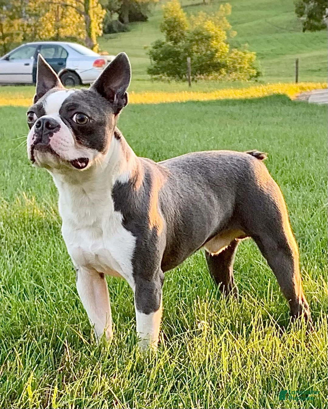 Boston Terrier dogs for sale: Boston Terrier Puppy 1 - Ad 8