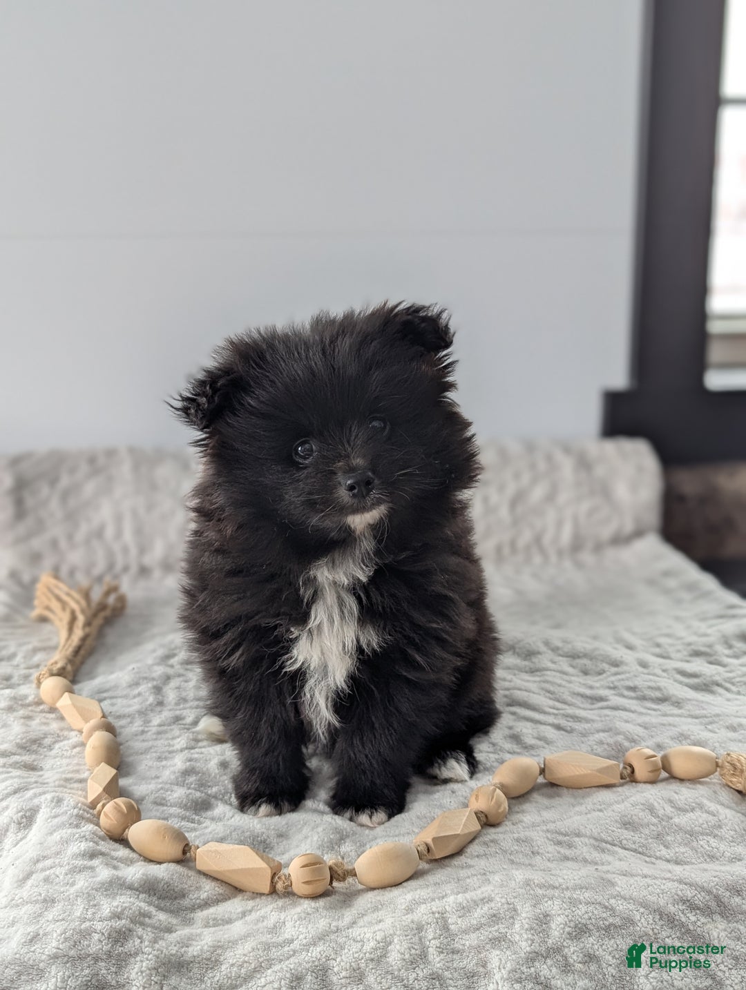 Pomeranian dogs for sale: Felix - Ad 1