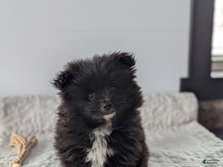 Pomeranian dogs Felix - Ad 39
