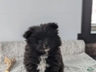 Pomeranian dogs Felix - Ad 9