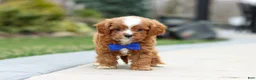 Cavapoo dogs for sale: Archie - Ad 8