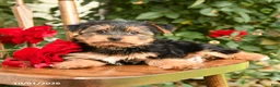 Yorkshire Terrier dogs for sale: Waffles - Ad 3