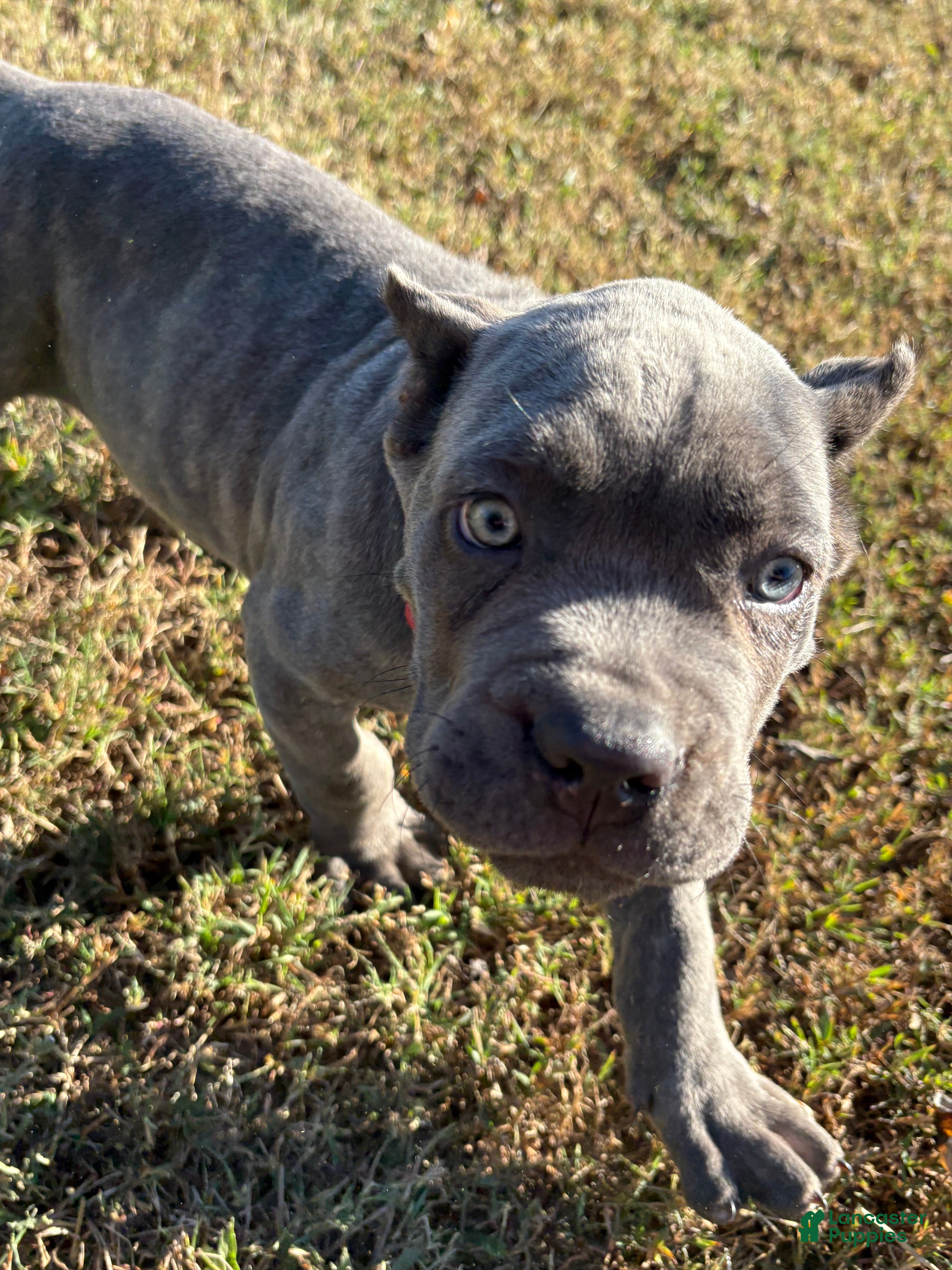 Cane Corso dogs for sale: Red *Male* - Ad 2