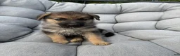 German Shepherd dogs for sale: Maddox - Ad 4