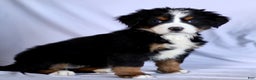 Bernese Mountain Dog dogs for sale: Felicity - Ad 2