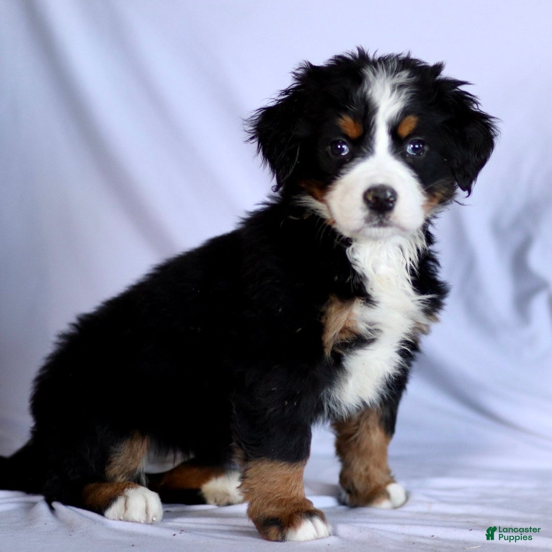 Bernese Mountain Dog dogs for sale: Felicity - Ad 2