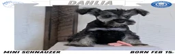 Miniature Schnauzer dogs for sale: Dahlia - Ad 1