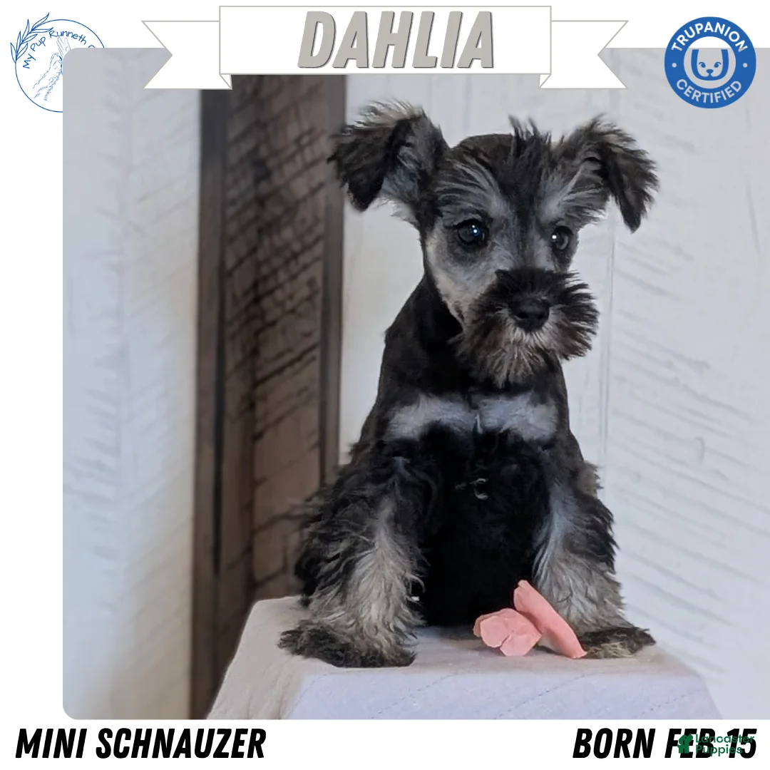 Miniature Schnauzer dogs for sale: Dahlia - Ad 1