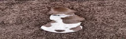 German Shorthaired Pointer dogs for sale: Benelli - Ad 3