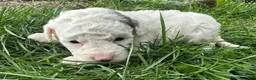 Mini Bernedoodle dogs for sale: Pretzel - Ad 1