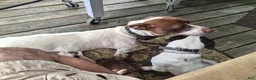 Jack Russell Terrier dogs for sale: Jack Russell Terrier 3 - Ad 10