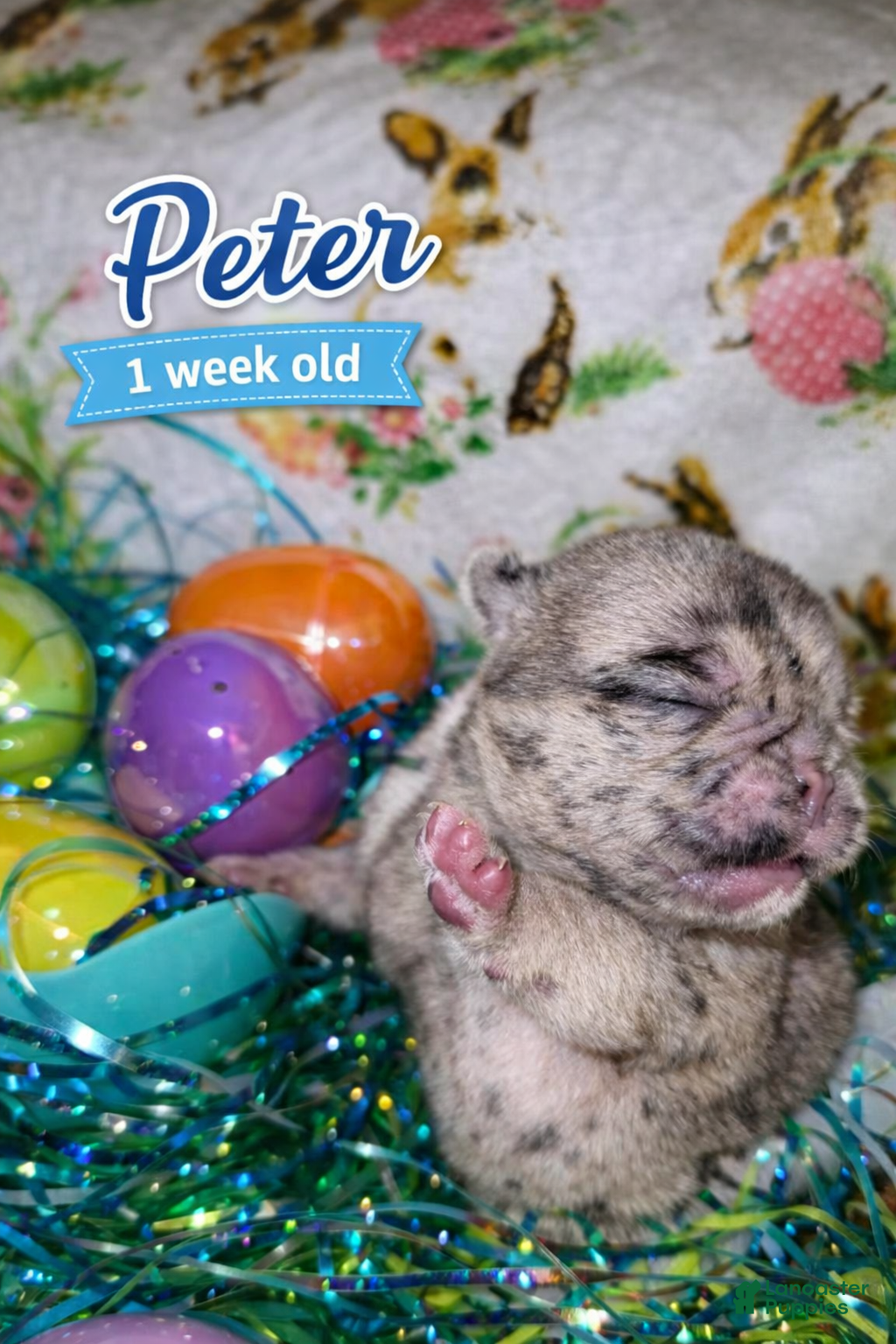 Pug dogs PETER - Ad 5