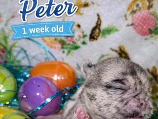 Pug dogs PETER - Ad 5