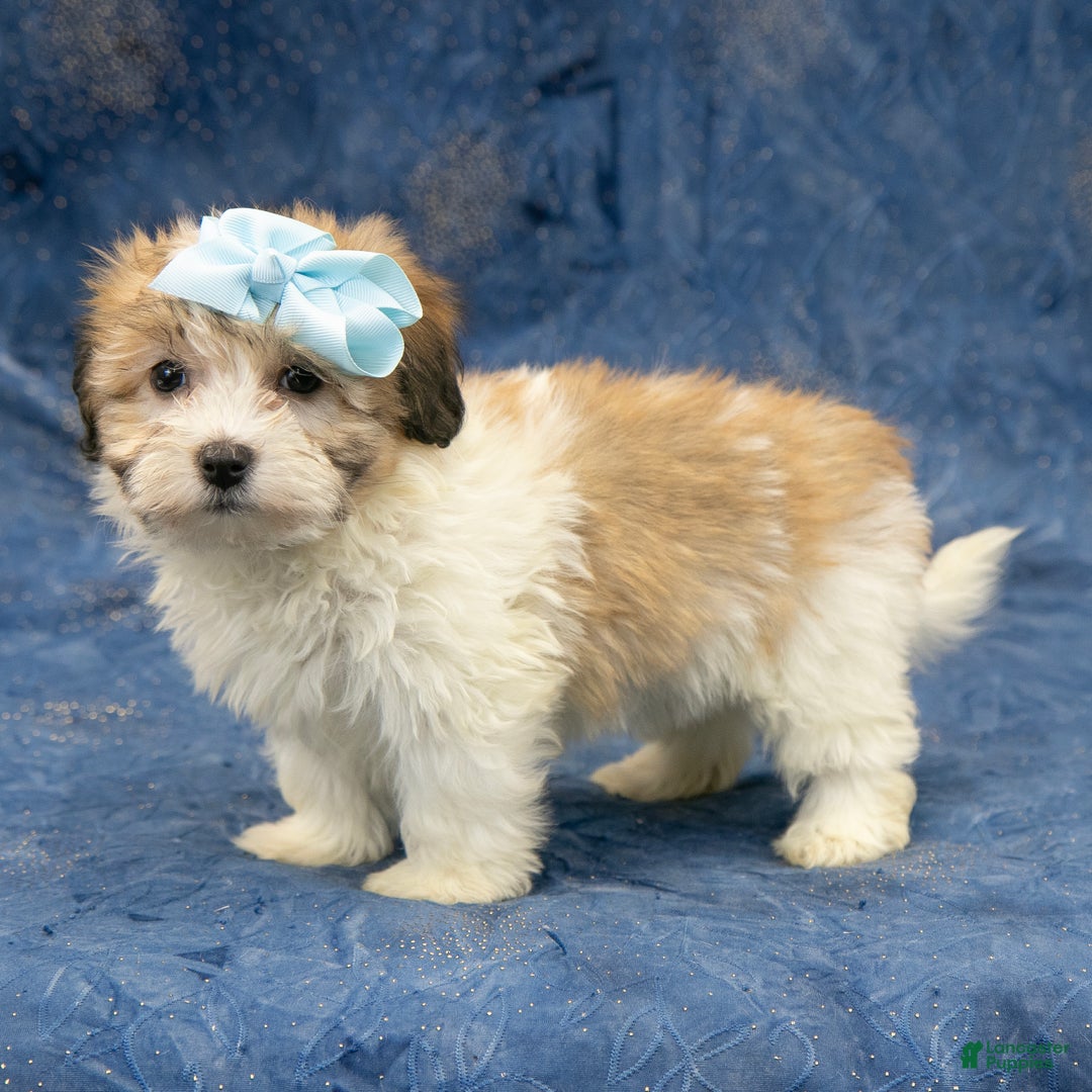 Havapoo dogs for sale: Willow - Ad 8