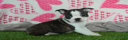 Boston Terrier dogs for sale: Jimmy - Ad 4