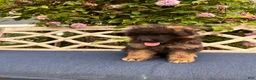 German Shepherd dogs for sale: Toby - Ad 5