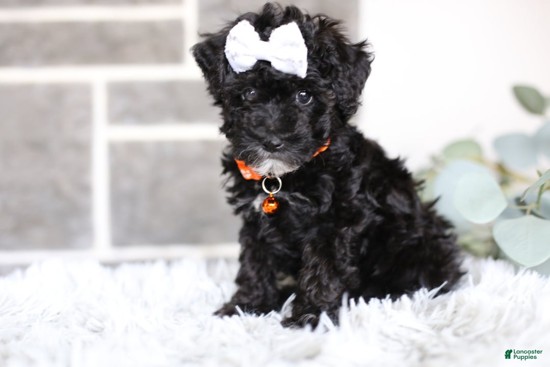 Miniature Poodle dogs for sale: Gracie  - Ad 11