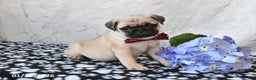 Pug dogs for sale: Moose - Ad 5