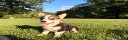 Welsh Corgi Pembroke dogs for sale: Annie - Ad 4