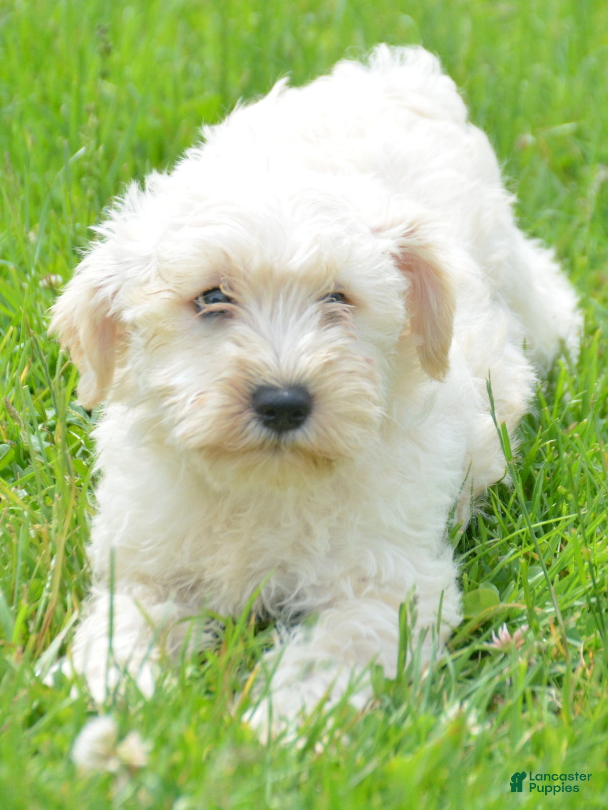 Miniature Schnauzer dogs Miniature Schnauzer Mollie - Ad 21
