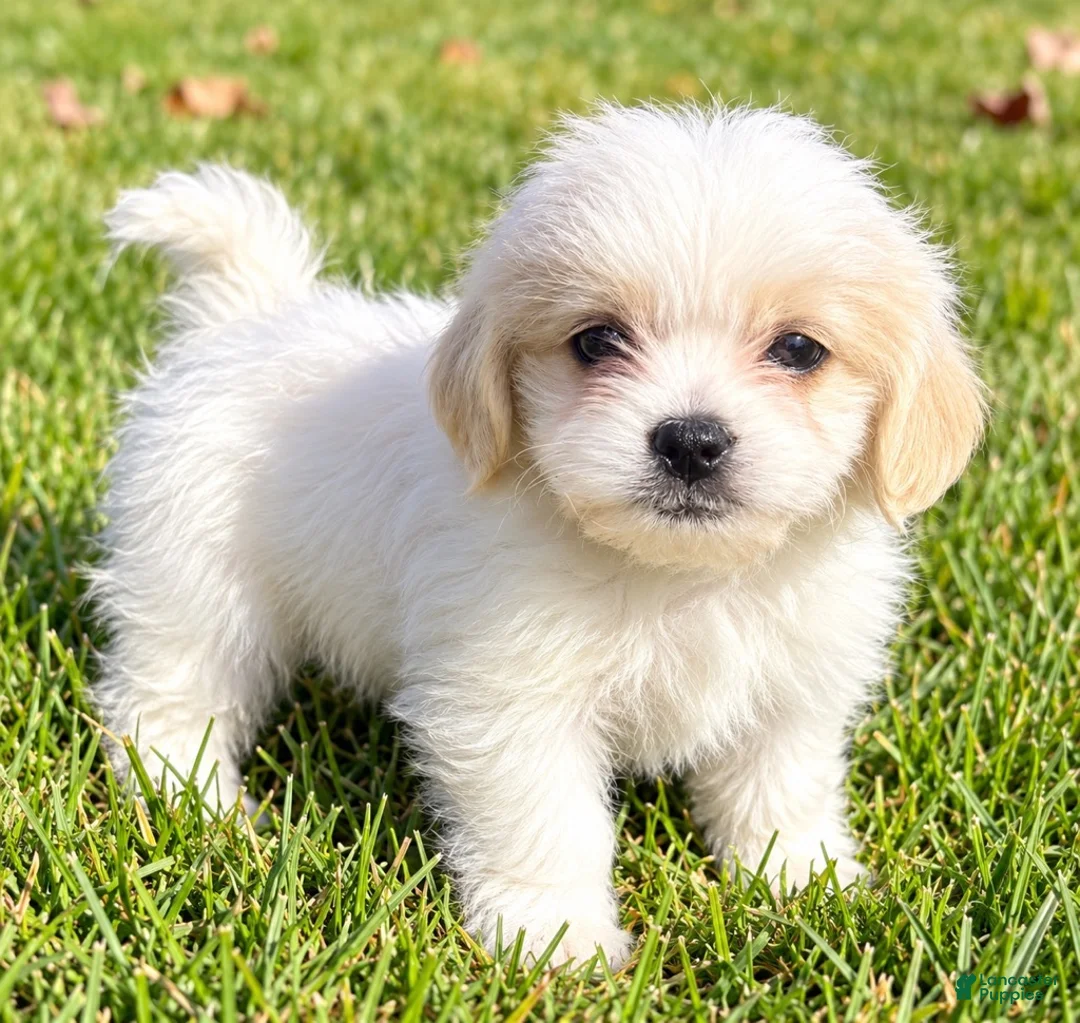 Shihpoo dogs for sale: Polly - Ad 1