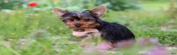 Yorkshire Terrier dogs for sale: Connor - Ad 4