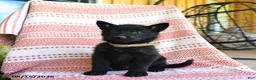 German Shepherd dogs for sale: Luther - Ad 3