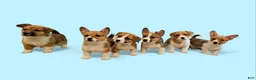 Welsh Corgi Pembroke dogs for sale: Cleopatra - Ad 24