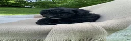 Mixed Breed dogs for sale: Baguette - Ad 8