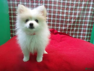 Pomeranian dogs Foxy - Ad 39