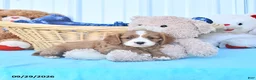 Cavapoo dogs for sale: Bingo - Ad 3