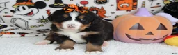 Bernese Mountain Dog dogs for sale: Cagney  - Ad 3