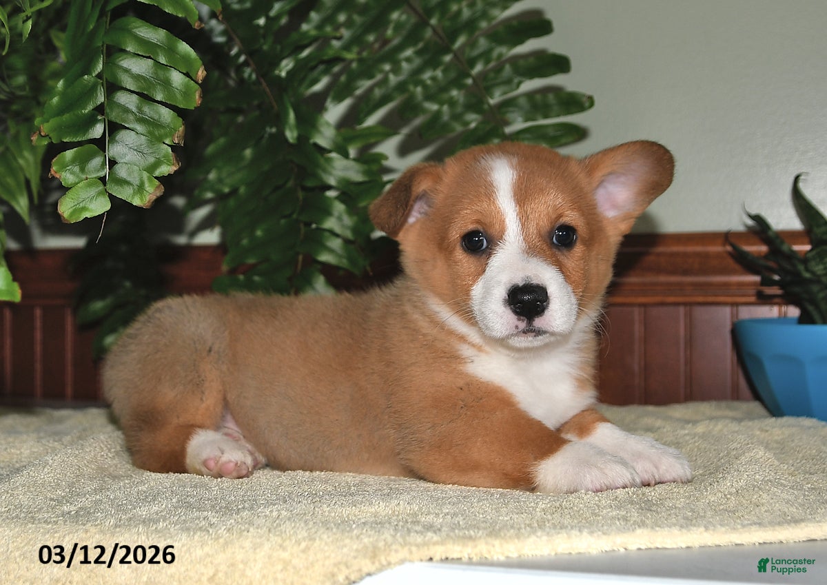 Welsh Corgi Pembroke dogs Terri - Ad 2