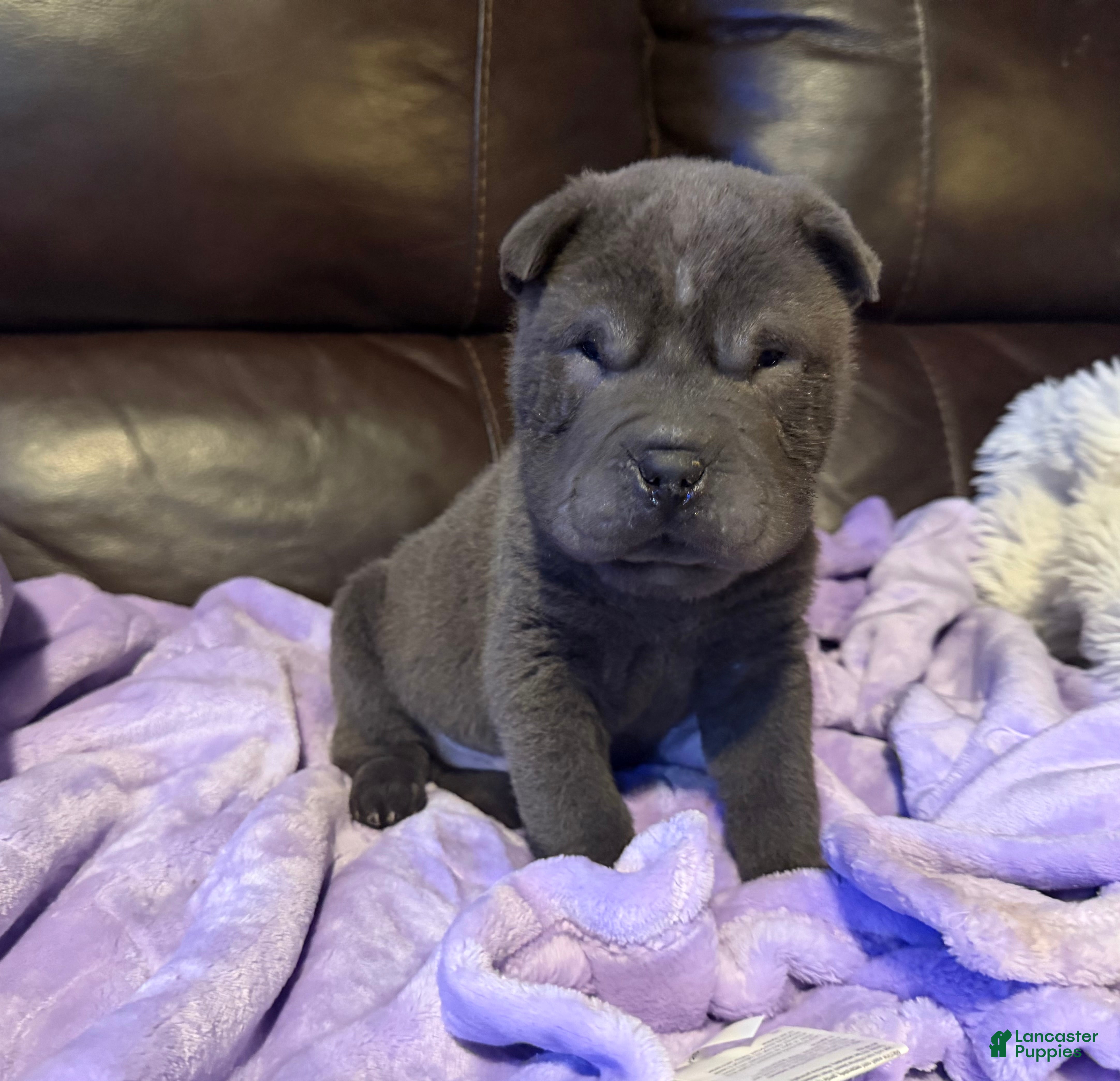 Shar Pei dogs Sulley - Ad 2