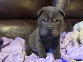 Shar Pei dogs Sulley - Ad 2