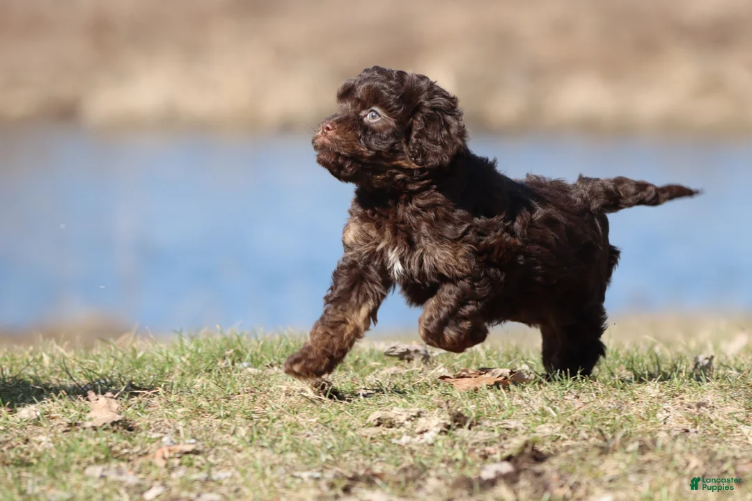 Cavapoo dogs for sale: Cocoa Beans  - Ad 2
