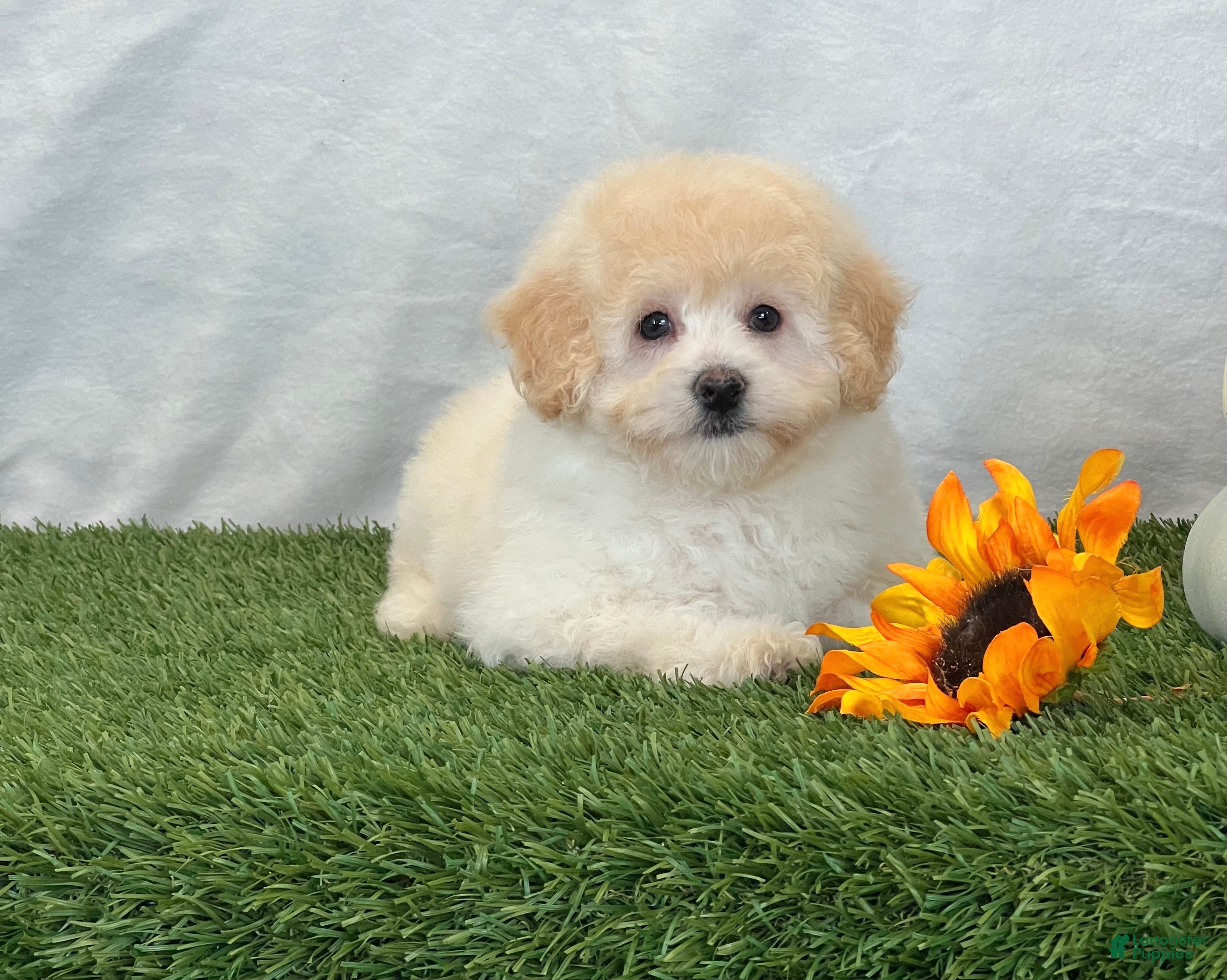 Bichpoo dogs Kira - Ad 2