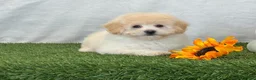 Bichpoo dogs for sale: Kira - Ad 2