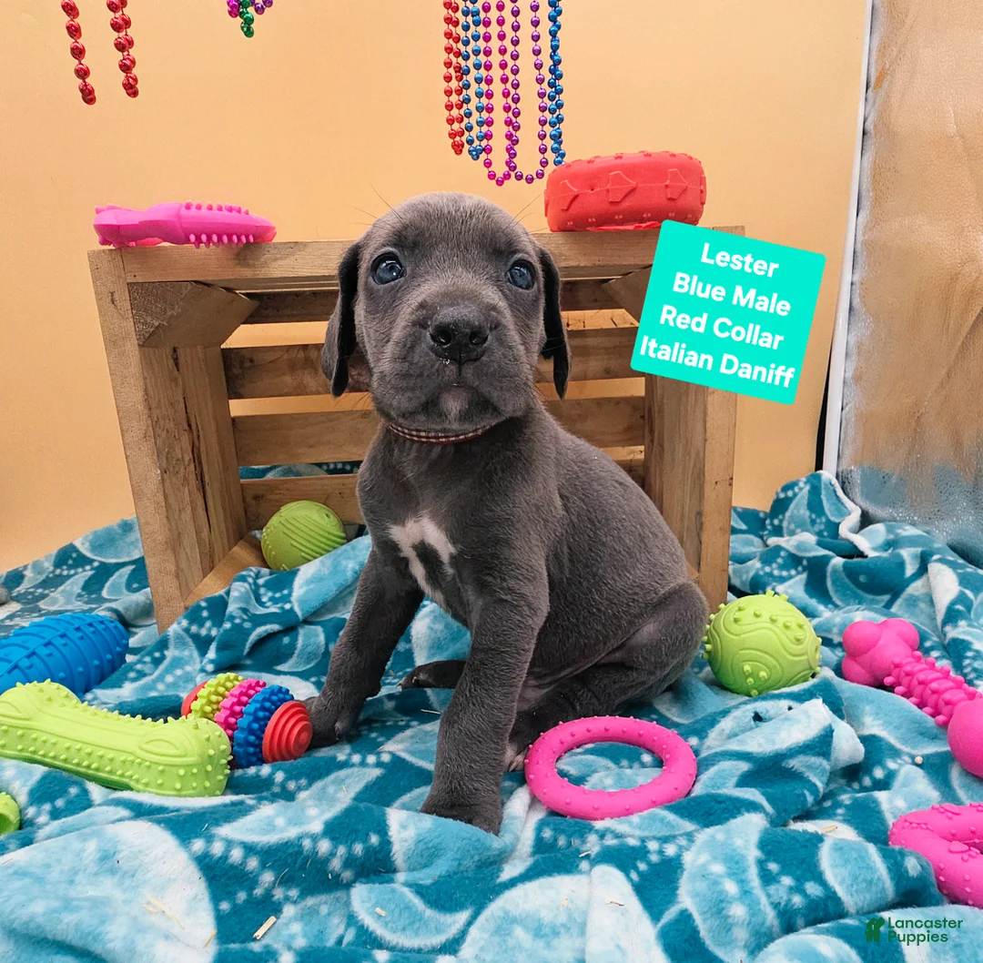 Daniff dogs for sale: Lester - Ad 1