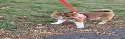 Shiba Inu dogs for sale: Shiba Inu Puppy 1 Bella  - Ad 3