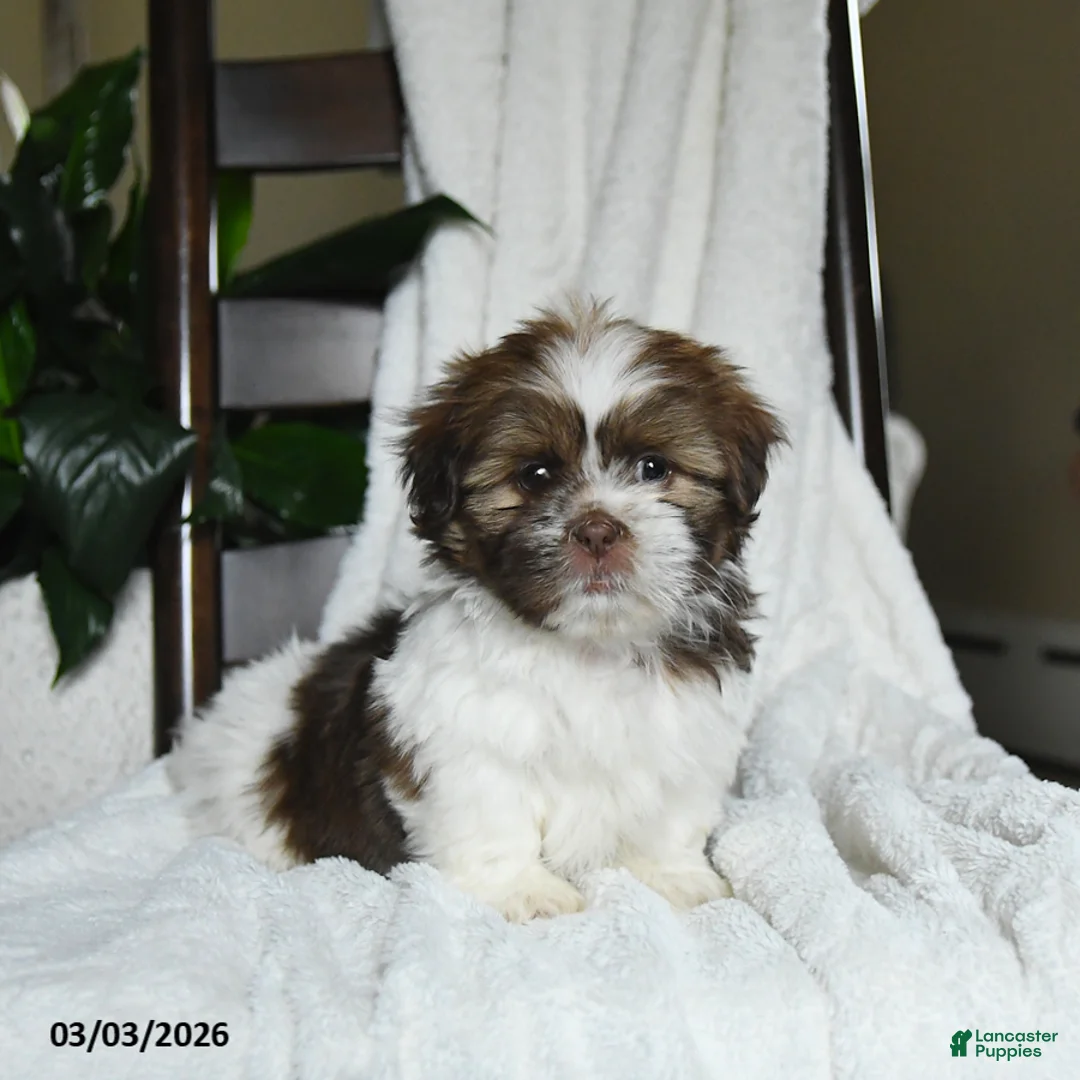 Shih Tzu dogs for sale: Winter - Ad 1