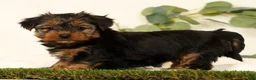 Yorkshire Terrier dogs for sale: Bella - Ad 8