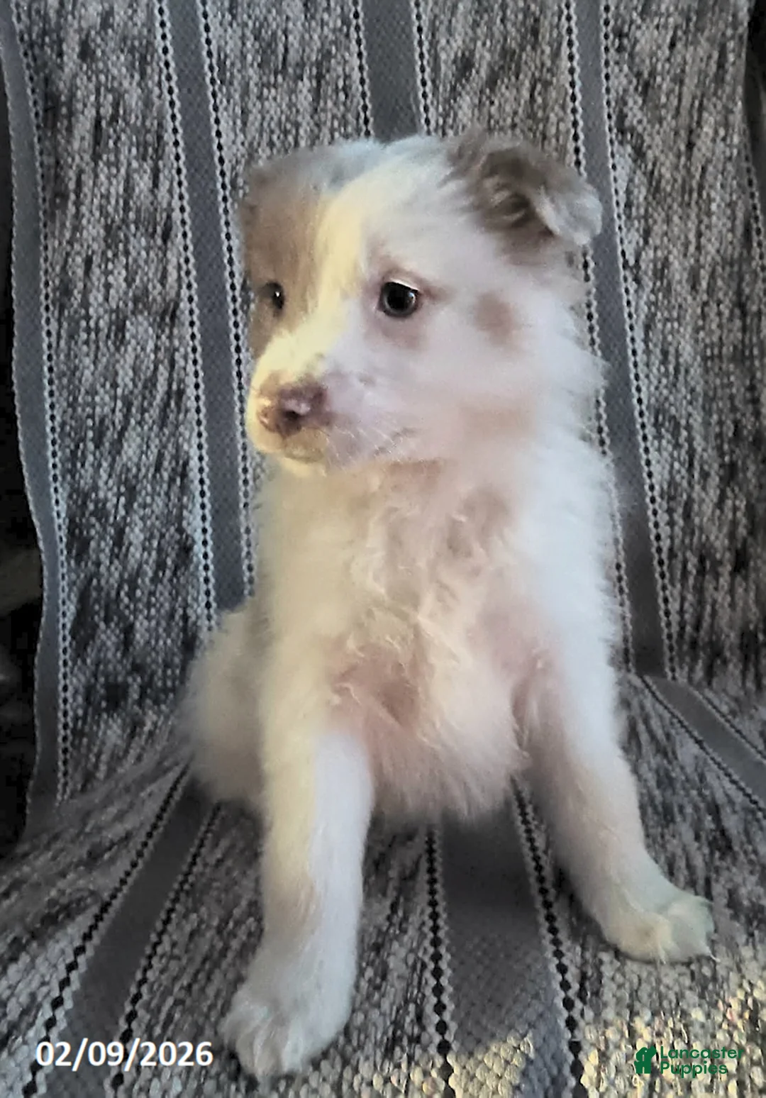 Miniature Australian Shepherd dogs for sale: Pepper - Ad 3