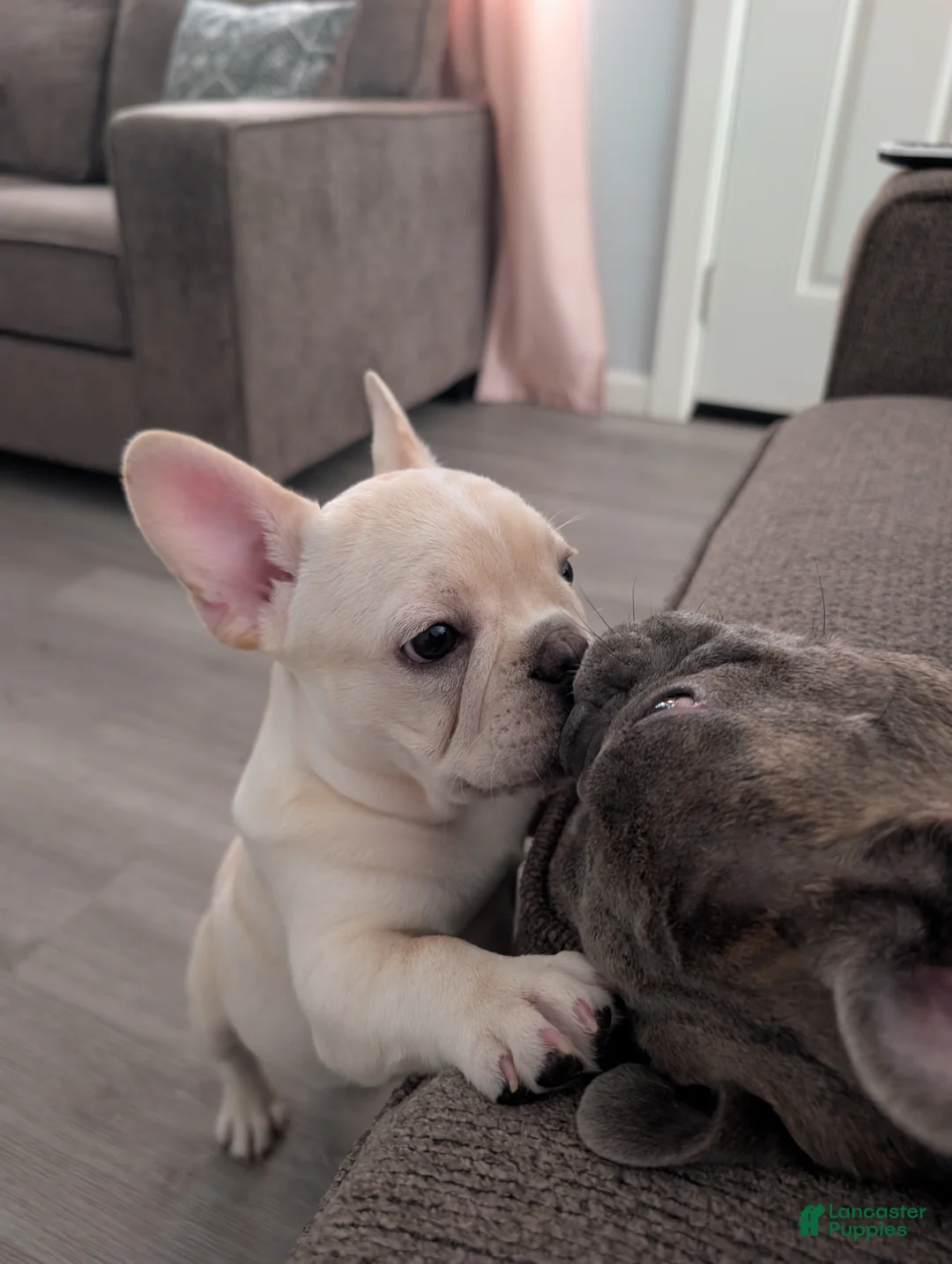 French Bulldog dogs for sale: French Bulldog boy #3 - Ad 2