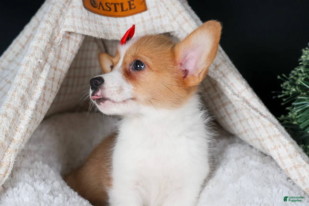 Welsh Corgi Pembroke dogs for sale: Irwin - Ad 3