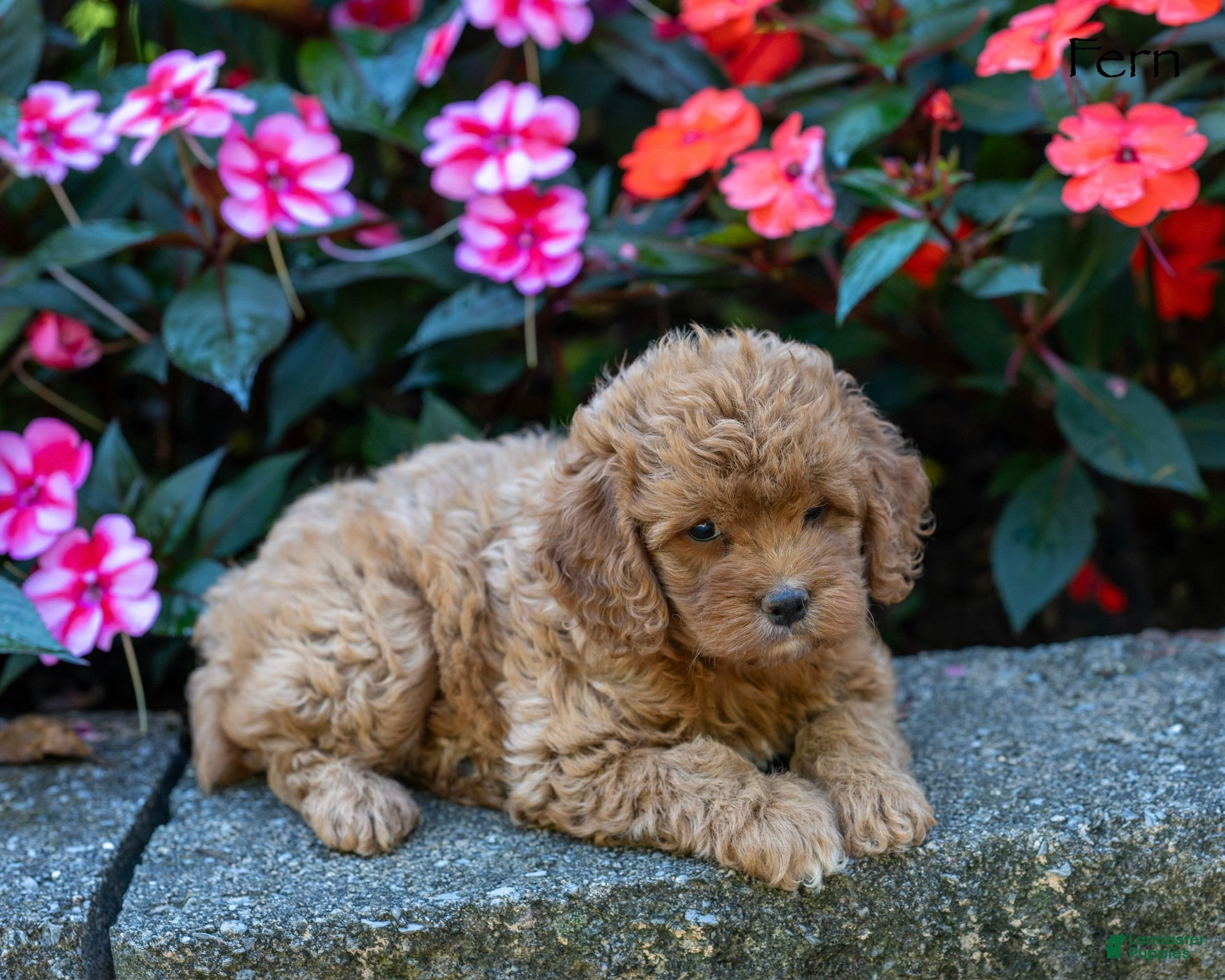 Cockapoo dogs Fern - Ad 2