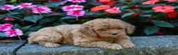 Cockapoo dogs for sale: Fern - Ad 2